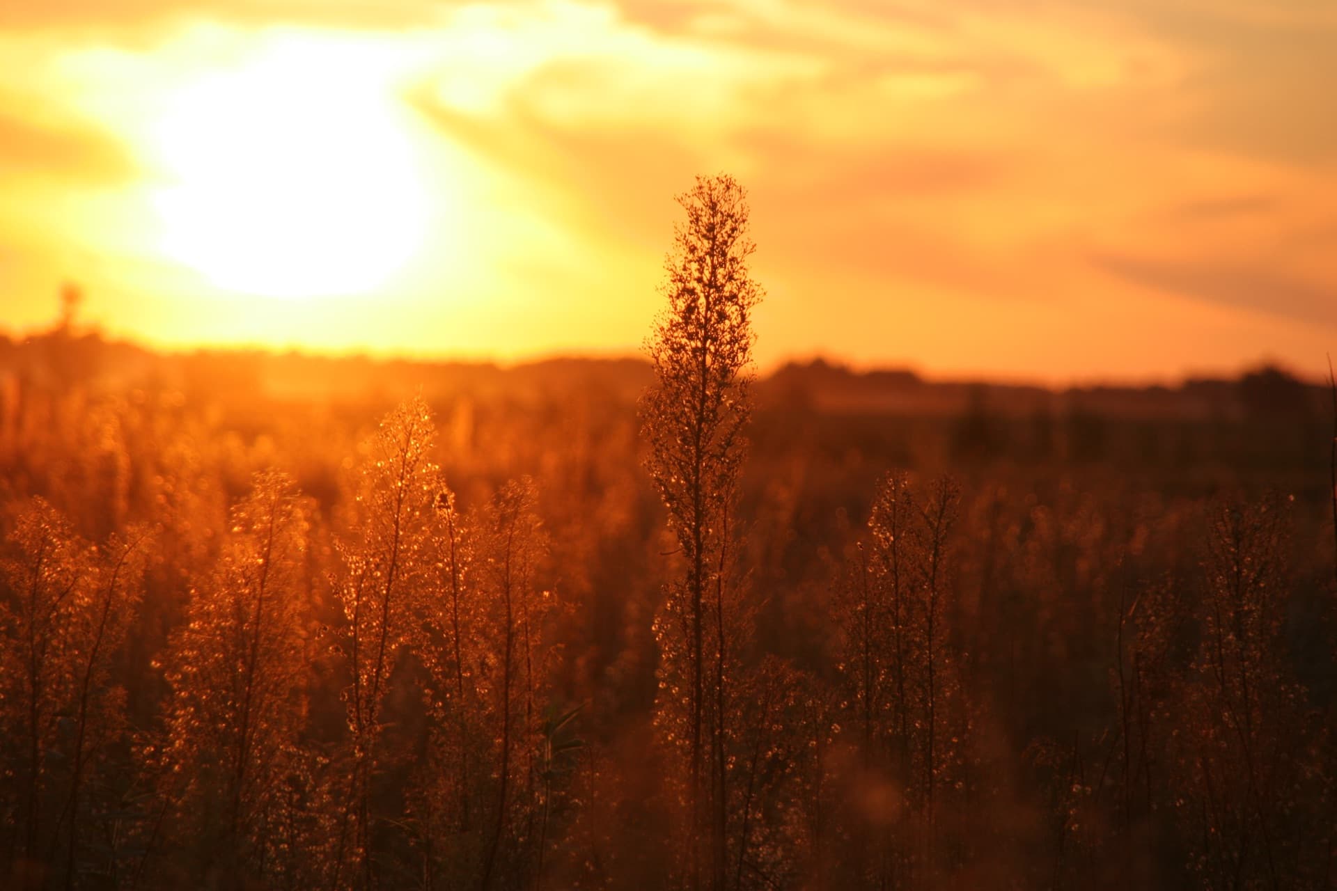 Sunset landscape
